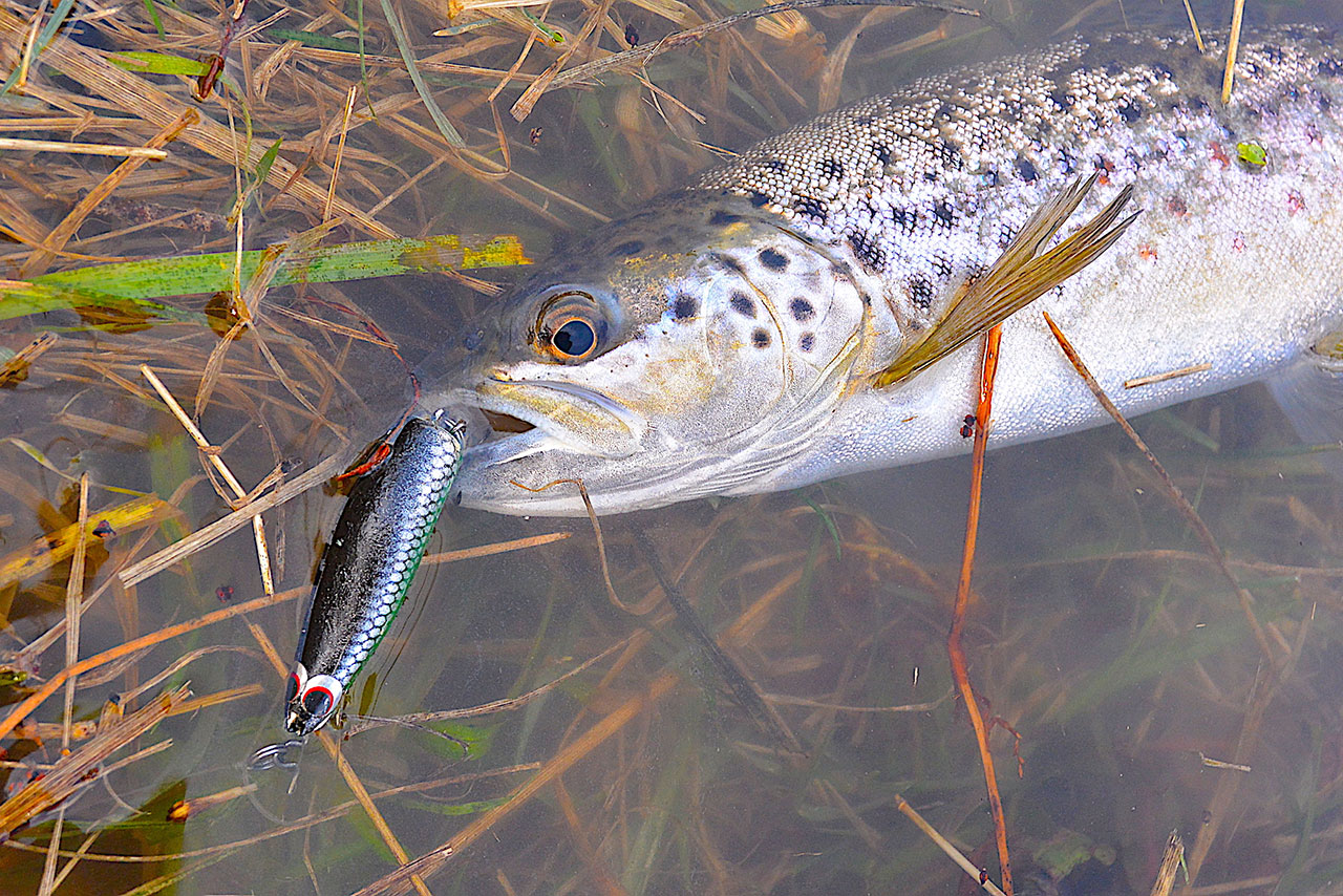 Unusual Taylor Mades - LURELOVERS Australian Fishing Lure Community